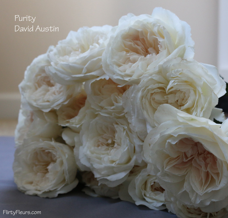 Flirty Fleurs Rose Study - Alexanda Garden Roses - David Austin Purity Rose