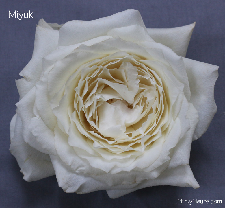 Flirty Fleurs Rose Study - Alexanda Garden Roses - Miyuki White Garden Rose