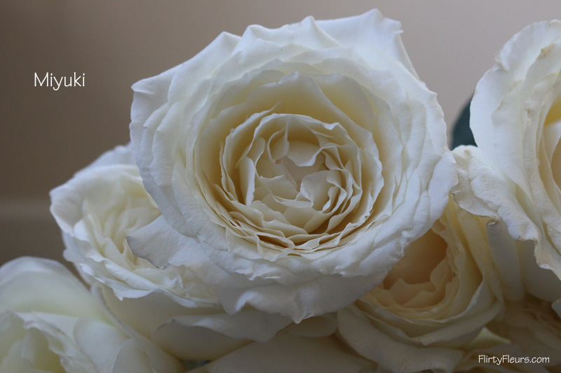 Flirty Fleurs Rose Study - Alexanda Garden Roses - Miyuki White Garden Rose