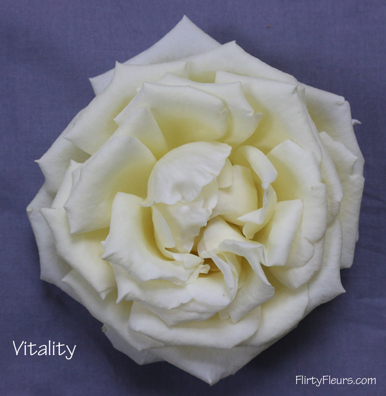 Real Touch Garden Rose, Alabaster