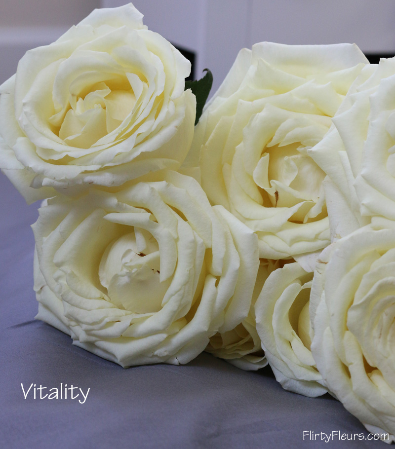 Flirty Fleurs Rose Study - Alexanda Garden Roses - Vitality