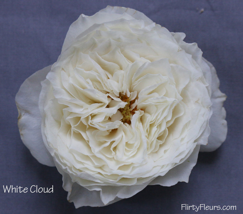 Flirty Fleurs Rose Study - Alexanda Garden Roses - White Cloud