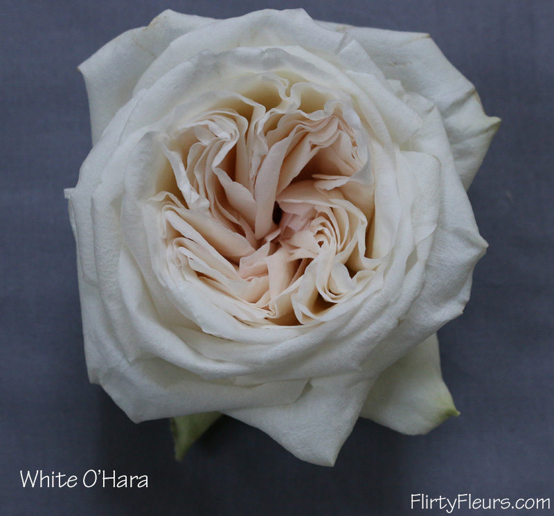 Flirty Fleurs Rose Study - Alexanda Garden Roses - White O'hara garden rose