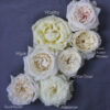 Flirty Fleurs Rose Study - Alexanda Garden Roses - White Garden Rose Study