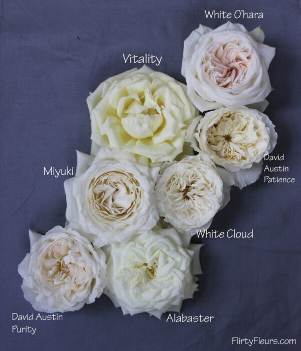 Flirty Fleurs Rose Study - Alexanda Garden Roses - White Garden Rose Study