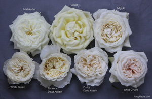 Flirty Fleurs Rose Study - Alexanda Garden Roses - White Garden Rose Study