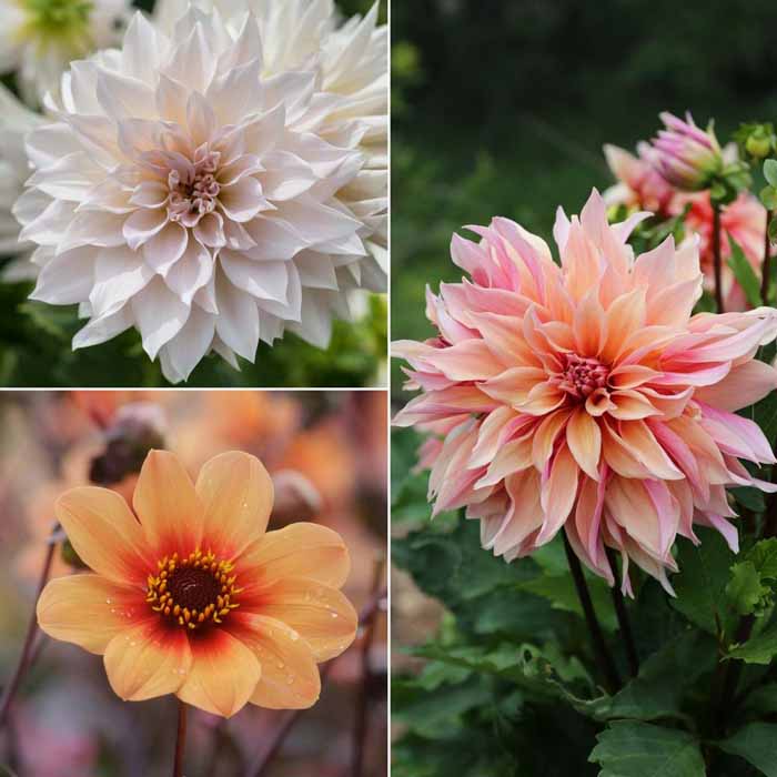 Flirty Fleurs Flower Collections with Longfield Gardens