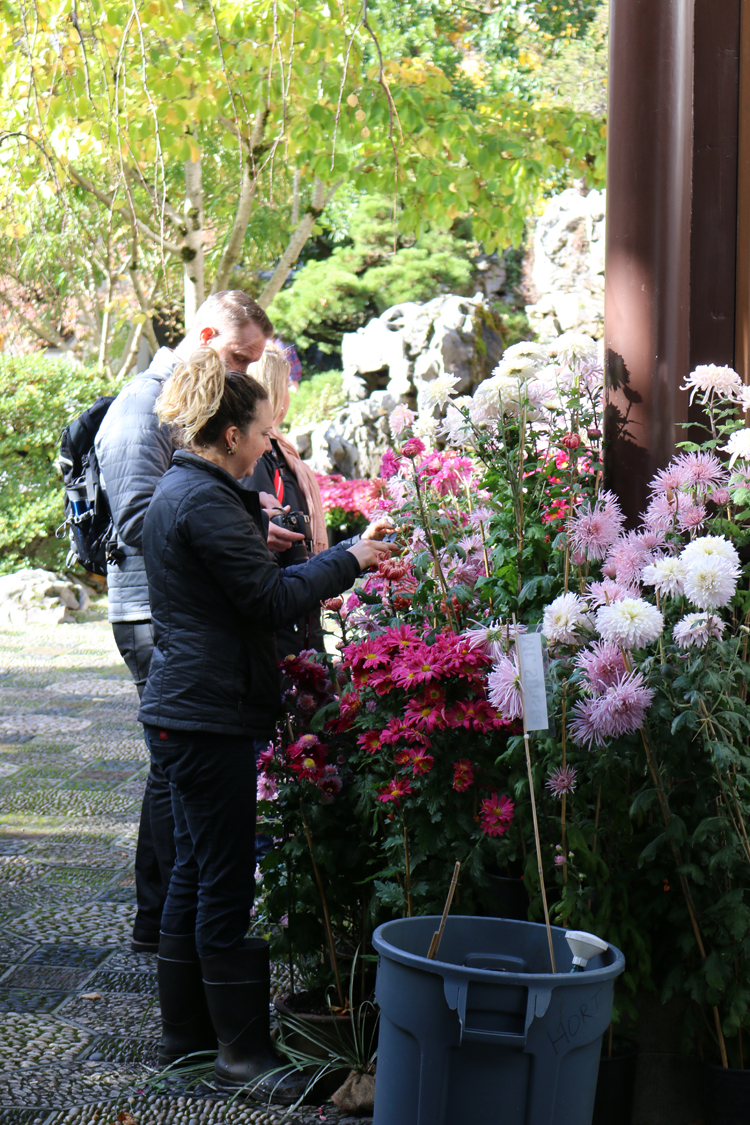 Lan Su Chinese Garden, Portland, Oregon - Chrysanthemum potted plants on display 