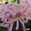 Lan Su Chinese Garden, Portland, Oregon - Chrysanthemum potted plants on display