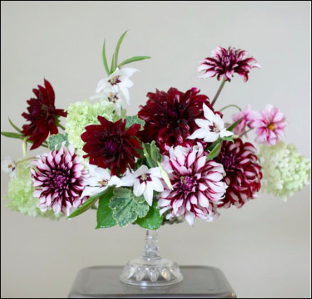 Flirty Fleurs Dolcetto Collection - Dahlia Tubers with Longfield Gardens - Burgundy and White dahlia tubers
