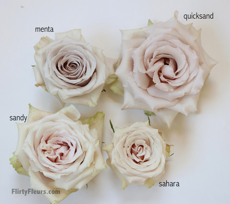 Flirty Fleurs Beige Rose Study - Sandy, Menta, Quicksand and Sahara - with roses from Mayesh Wholesale