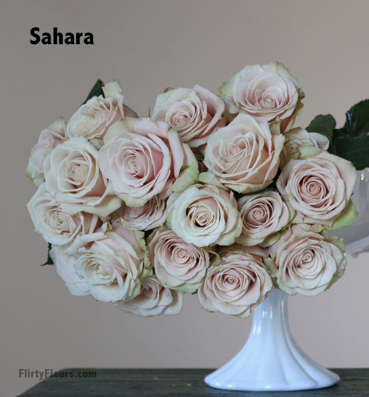 Flirty Fleurs Beige to Brown Rose Color Study - Sahara Rose