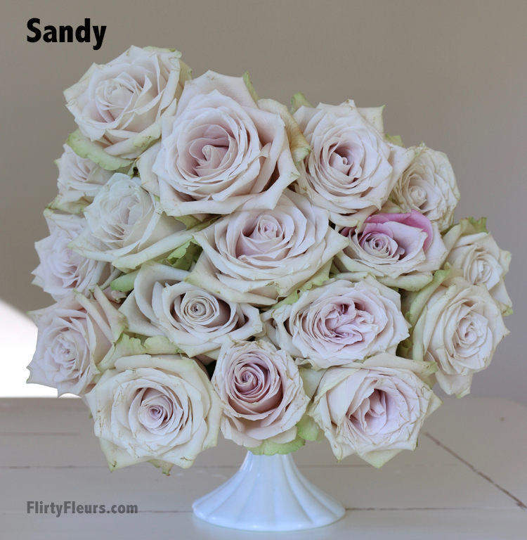 Flirty Fleurs Rose Color Study - Sandy is a blush rose - Beige to Brown Rose Color Study