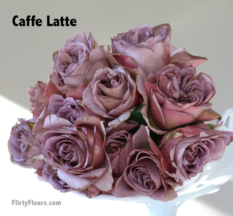 Flirty Fleurs Rose Study - Caffe Latte garden rose - Beige to Brown Rose Color Study, muddy color flowers