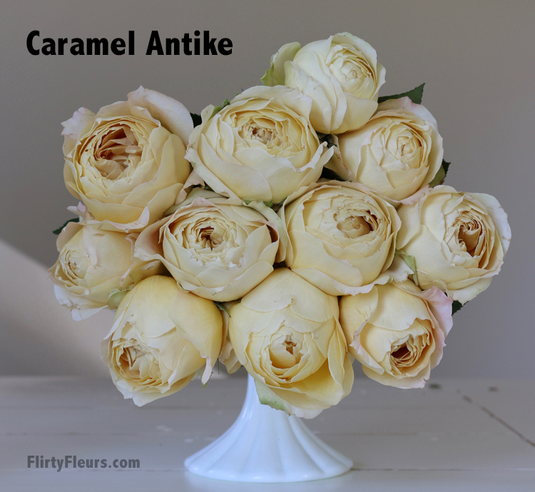 Flirty Fleurs beige to brown Rose Study - Caramel Antike