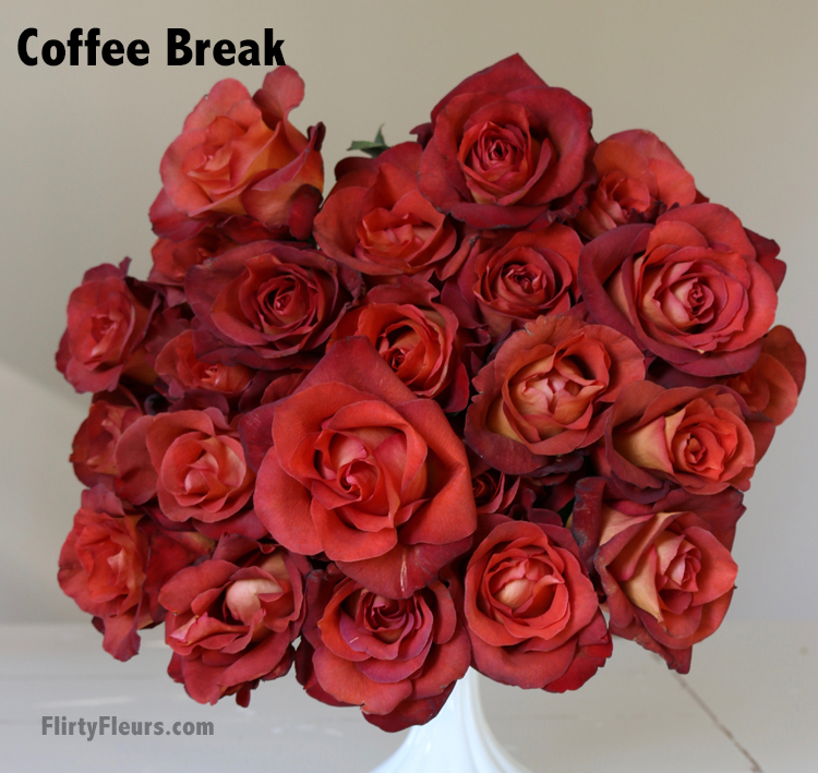 Flirty Fleurs Rose Study - Coffee Break Brown Rose Study - Beige to Brown Rose Color Study with Flirty Fleurs and Mayesh Wholesale