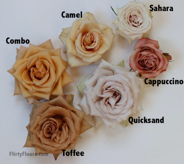 Flirty Fleurs Rose Study - Combo Camel Sahara Toffee Quicksand Cappuccino Brown Rose Study with roses from Mayesh Wholesale