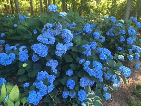 Scott Shephard of The Flower Podcast - blue hydrangea the family grows