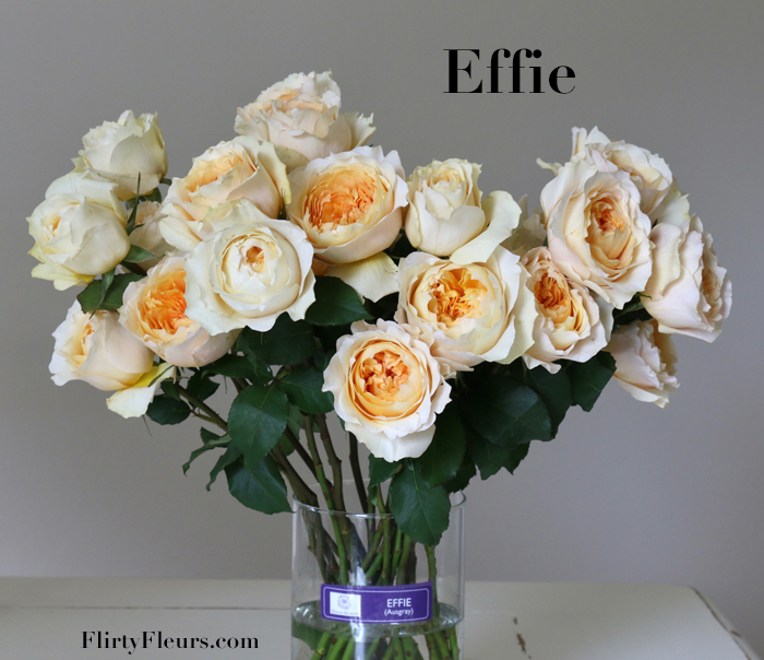 Flirty Fleurs Rose Study - David Austin Effie - Alexandra Farms