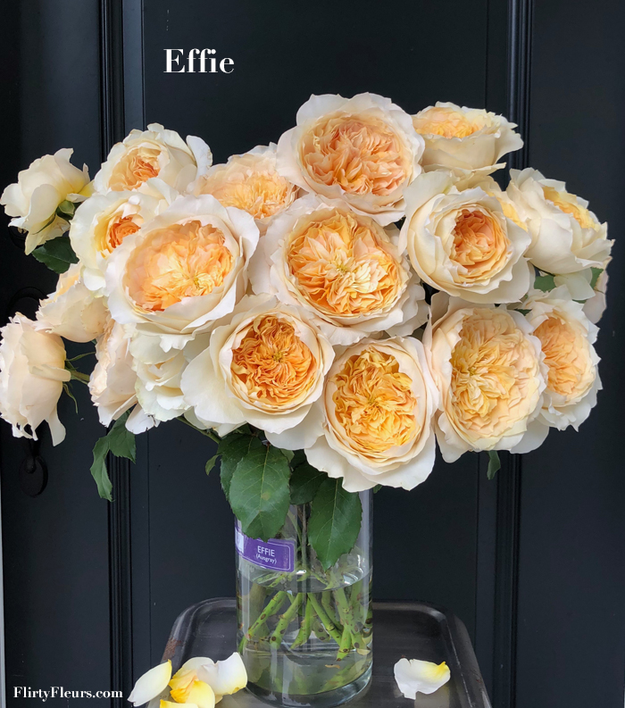 Flirty Fleurs Rose Study - Effie Garden Rose by David Austin - Alexandra Farms