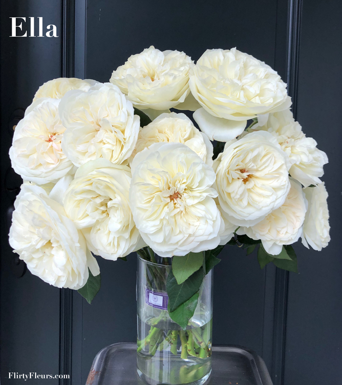 Flirty Fleurs Rose Study - Ella David Austin Garden Rose - Alexandra Farms White Rose