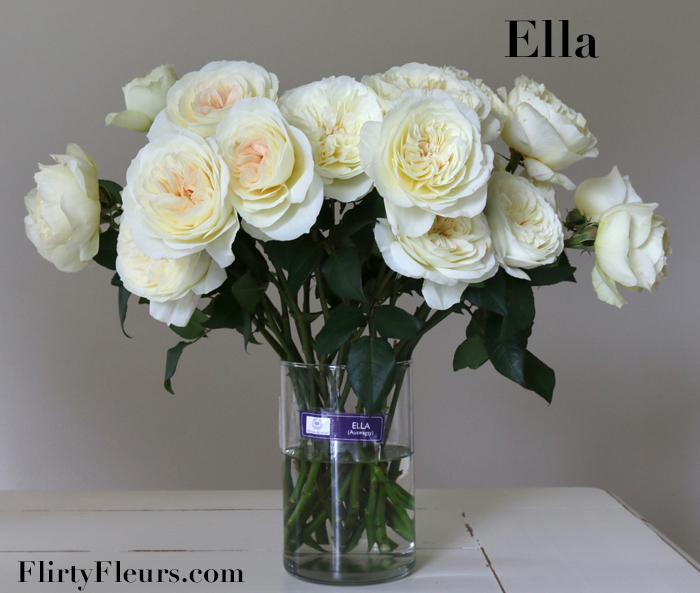 Flirty Fleurs Rose Study - Ella David Austin Garden Rose - Alexandra Farms