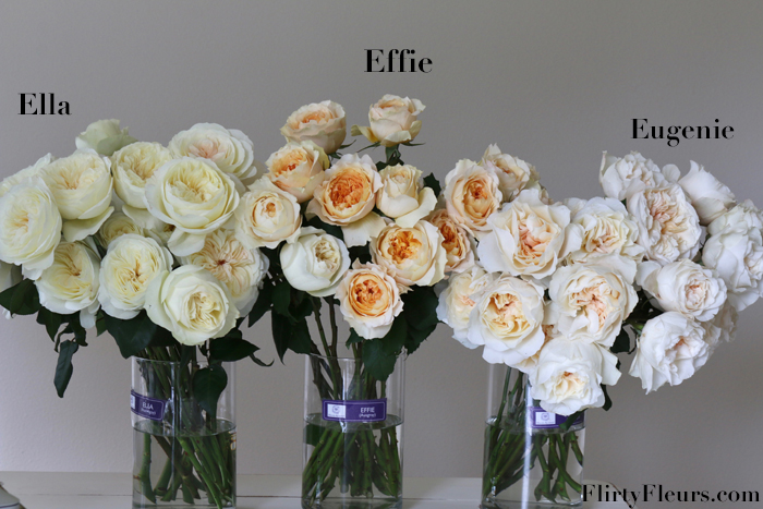 Flirty Fleurs Rose Study - Ella Effie Eugenia David Austin Garden Rose - Alexandra Farms
