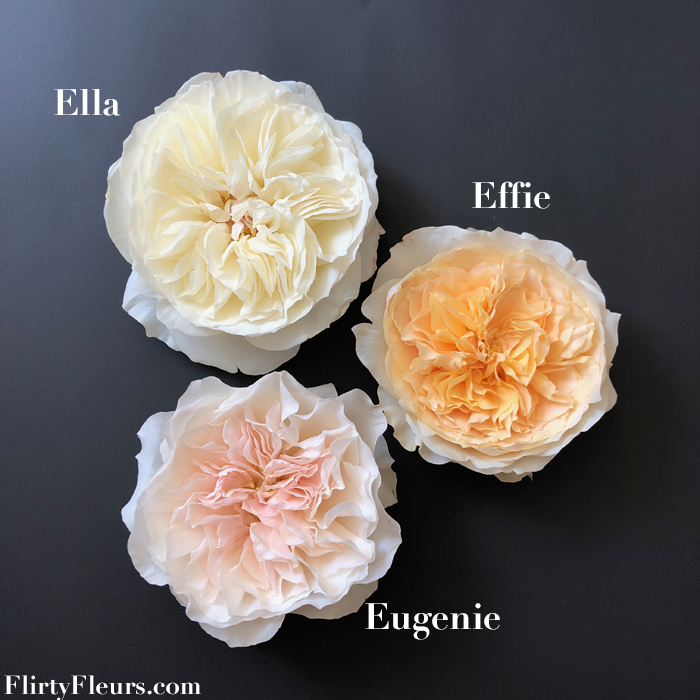 Flirty Fleurs Rose Study - Ella Effie Eugenie David Austin Garden Roses - Alexandra Farms