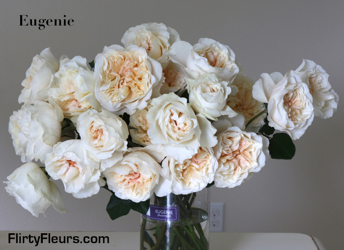 Flirty Fleurs Rose Study - Eugenie David Austin Garden Roses - Alexandra Farms