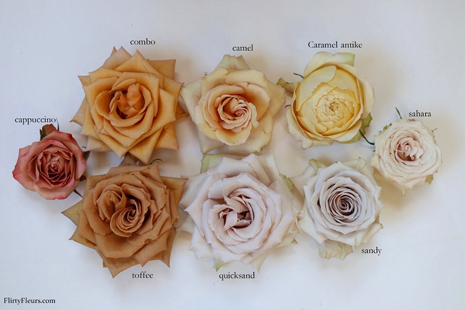 flirty fleurs rose color studies - comparing sand to brown roses