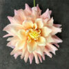 The Dahlia is ‘Breakout’ from Longfield Gardens