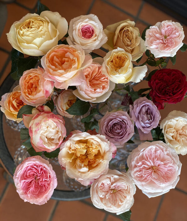 alexandra garden roses and florabundance design days 2020