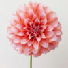 Peaches and Cream Dahlia copy