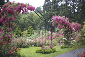 Portland Oregon International Rose Test Garden - Washington Park
