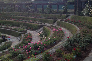 berkeley rose garden