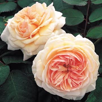 David Austin English Roses A Shropshire Lad