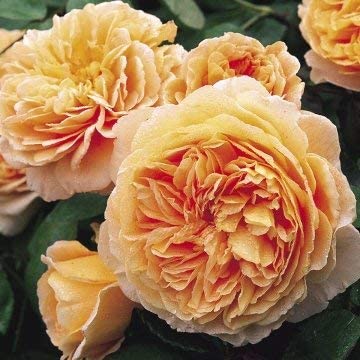 David Austin English Roses Crown Princess Margareta