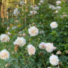 David Austin Lichfield Angel - white garden rose