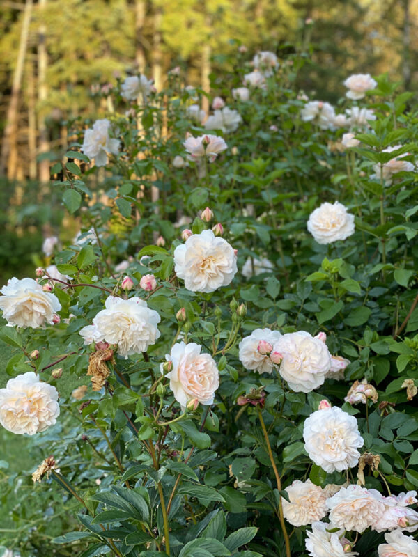 David Austin Lichfield Angel - white garden rose