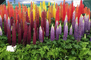 Display of Lupines at Chelsea Flower Show in London England