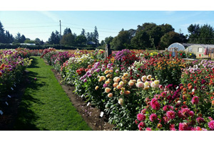 dahlia flower growers to visit in oregon
