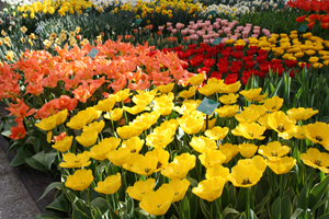visiting keukenhof gardens in holland, netherlands to see the tulips