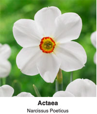 Actaea Narcissus Poeticus