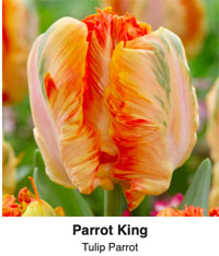 Parrot King Tulip Peach Parrot Longfield Gardens