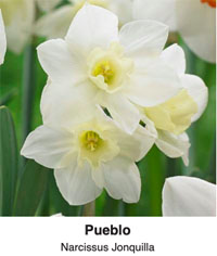 Pueblo Narcissus Jonquilla
