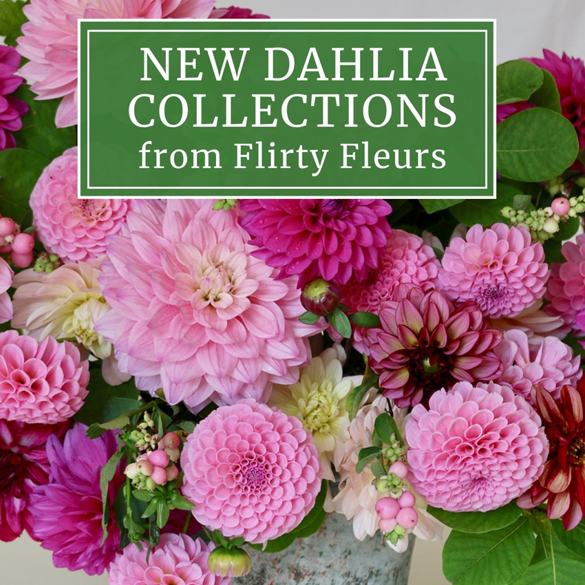 New Dahlias Collections from Flirty Fleurs and Longfield Gardens