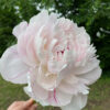 Peppermint Peony from Nicewicz Family Farm