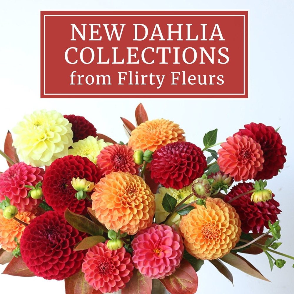 New Dahlias Collections from Flirty Fleurs and Longfield Gardens