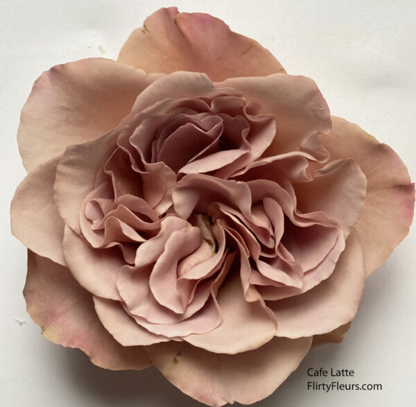 Flirty Fleurs Rose Color Study Cafe Latte day 5