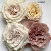 Flirty Fleurs Rose Color Study Quicksand Sahara Sensation Westminster Abbey Cafe Latte roses